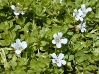 Dry Brahmi