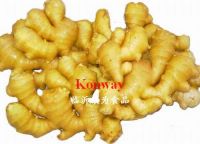 https://cn.tradekey.com/product_view/Air-Dry-Ginger-1086062.html