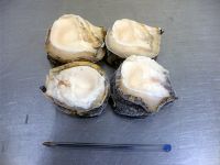 CHILEAN LOCOS, CHILEAN ABALONE