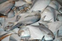 POMFRET