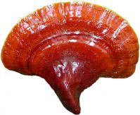 Ganoderma - Reishi