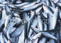 Sardine