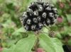 Siberian Ginseng Extract Powder
