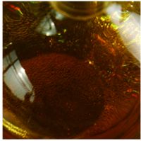 liquid Xylanase
