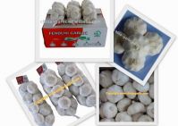 Chinese Fresh Garlic 2010 CROP