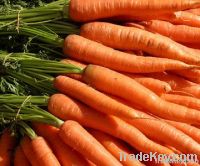 Carrot