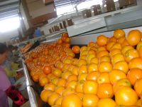 Navel Orange