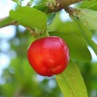 Acerola Extract Powder