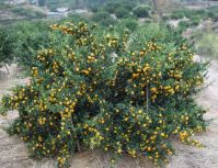 chinese mandarin orange