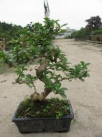 Fukien tea