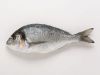 Sea Bream
