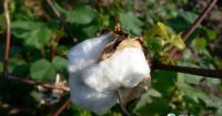 Organic Cotton