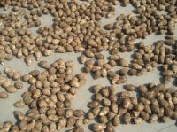 air dry taro (shandong province, Chinese)