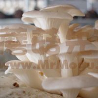 Oyster Mushroom Logs (Pleurotus Ostreatus) (compost