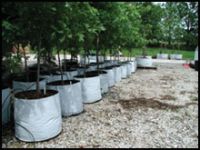 Organic trees and shrubs