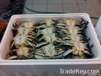 BLUE CRABS
