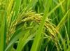 THAI HOMMALI RICE 100