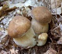 The King Bolete Mushrooms
