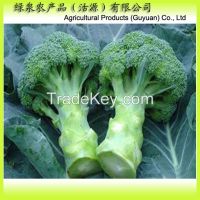 Fresh Broccoli