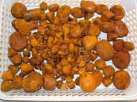 Top Quality Cattle and Ox Gallstones