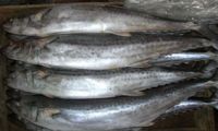 frozen mackerel w/r