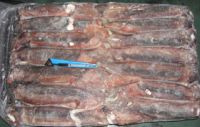 Frozen squid w/r