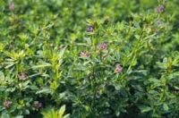 Medicago Sativa L