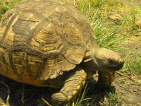 Wild Animal Pictures