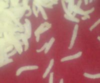 Rice, Rice, Rice Available
