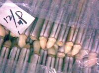 Razor Clam, Hard Clam, Baby Clam