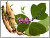 Plant Extract-Pueraria Extract Powder