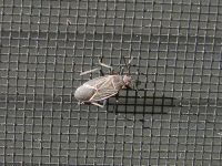 Fiberglass Window Screen