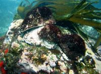 Chilean Abalone (loco-"conchalepas Conchalepas