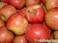 Premium Fresh Gala Apples South Africa