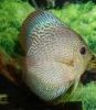 GREEN SNAKESKIN DISCUS