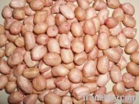 PEANUT SUPPLIERS IN INDIA