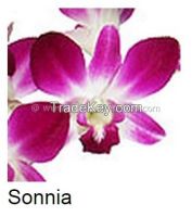 fresh cut dendrobium orchid sonnia sonia