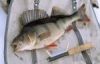 Perch (abborre