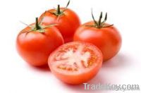 Fresh red tomatoes