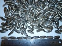 Sunflower Seeds
