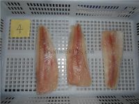 Pacific hake fillets IQF