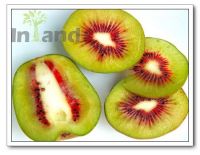 Red Kiwi fruit/fresh Kiwi /Kiwi fruit