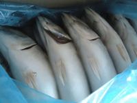 Mackerel (frozen