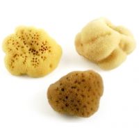 Natural Sea Sponge