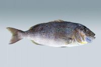 Common Dentex (Dentex Dentex