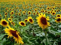 sunflower oil