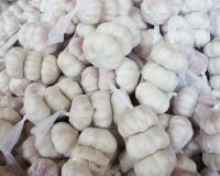 Pure White Garlic