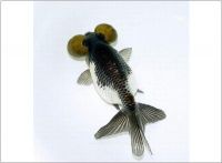 Goldfish Bubble-eye