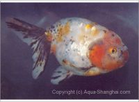 Goldfish Lionhead