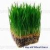 wheat grass powder